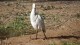 aigrette_6