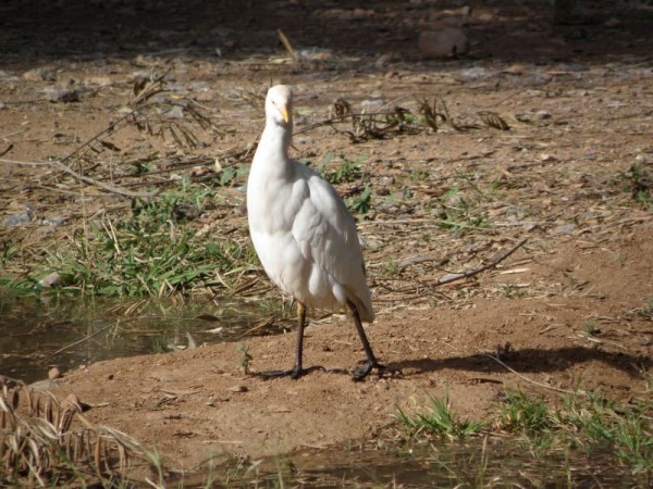 aigrette_6