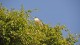 0847_heron