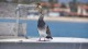 0882_pigeon_californien