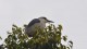 0944_heron