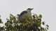 0945_heron