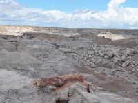 0683_petrified_forest