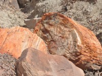 0687_petrified_forest