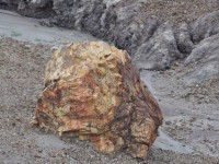 0701_petrified_forest