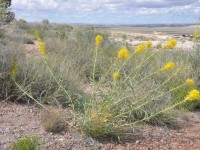 0723_petrified_forest