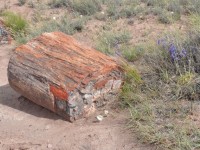 0738_petrified_forest
