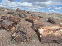 0741_petrified_forest
