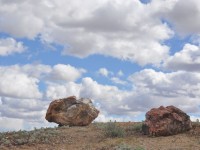 0749_petrified_forest