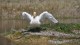 124_cygne