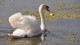 138_cygne_tubercule