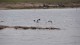 26_envol_avocettes