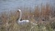 43_cygne_nidification