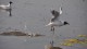 envol_mouette_rieuse