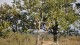 aigrette_1
