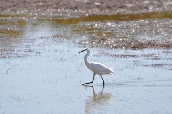 aigrette_2