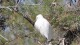 aigrette_camargue_nruaux_5