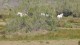 chevaux_camargue