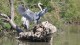 heron_pont_gau_nruaux_2