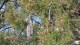 herons_4