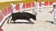 course_camarguaise_14