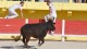 course_camarguaise_19