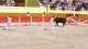 course_camarguaise_2