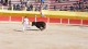 course_camarguaise_26