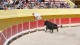 course_camarguaise_29