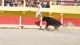 course_camarguaise_31