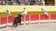 course_camarguaise_7