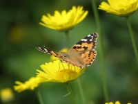 papillon_6