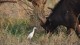 buffle_aigrette_1