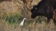 buffle_aigrette_2