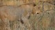 lion_6