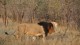 lions_2