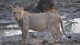 lions_riviere_7