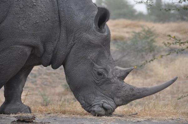 bandia_rhinoceros_blanc_1