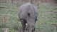 rhinoceros_blanc_2