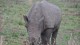 rhinoceros_blanc_4