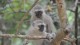 singes_bleus_07