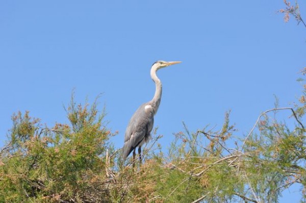 heron_affut_1