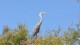 heron_affut_1