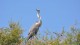 heron_affut_2