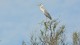 heron_affut_4