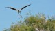 heron_atterrissage_3