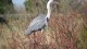 heron_cendre_3