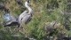 heron_pont_gau_nruaux_3