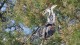 herons_pont_gau_nruaux_3