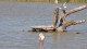 flamant_goelands_2